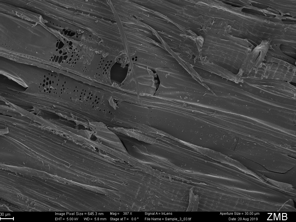 Scanning electron micrograph of wood charcoal showing channels running along the wood fibres